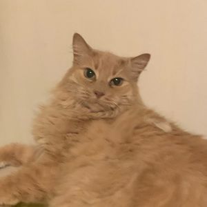 Meet your Posher, Kylee